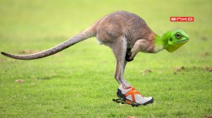 Kangaroo-Photos1[1]